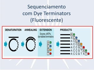 Sequenciamentocom Dye Terminators (Fluorescente)