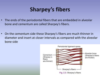 periodontal ligament | PPT