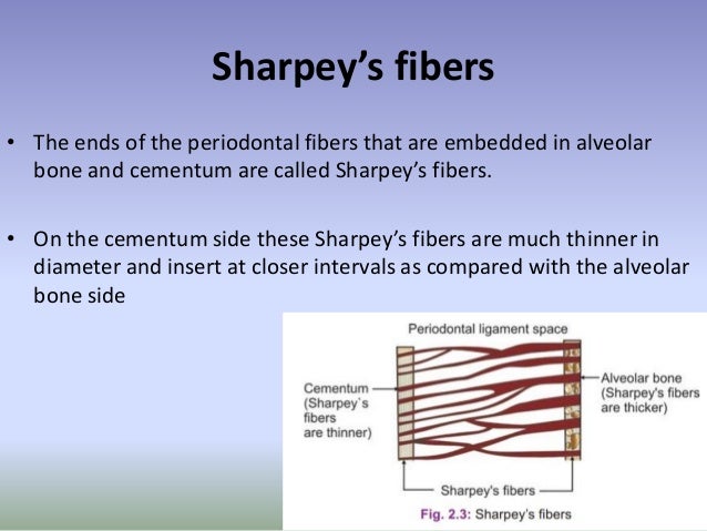 SHARPAY S FIBERS EPUB SHARPAY S FIBERS EPUB