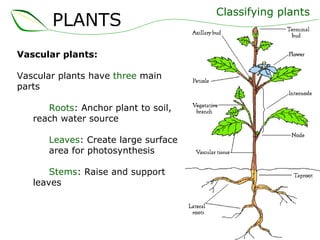 Vascular plants: Vascular plants have  three  main parts Roots : Anchor plant to soil,  reach water source Leaves : Create large surface  area for photosynthesis Stems : Raise and support  leaves Classifying plants PLANTS 