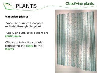 Vascular plants: Vascular bundles transport material through the plant. -Vascular bundles in a stem are  continuous .  -They are tube-like strands connecting the  roots  to the  leaves . Classifying plants PLANTS 