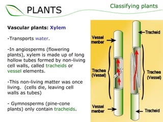 Vascular plants:  Xylem -Transports  water . In angiosperms (flowering plants), xylem is made up of long hollow tubes formed by non-living cell walls, called  tracheids  or  vessel  elements. -This non-living matter was once living.  (cells die, leaving cell walls as tubes) - Gymnosperms (pine-cone plants) only contain  tracheids . Classifying plants PLANTS 