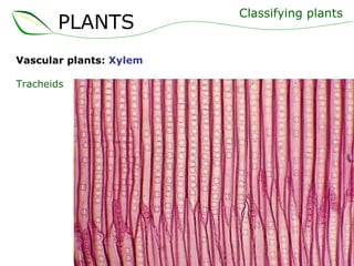 Vascular plants:  Xylem Tracheids Classifying plants PLANTS 