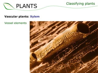 Vascular plants:  Xylem Vessel elements Classifying plants PLANTS 