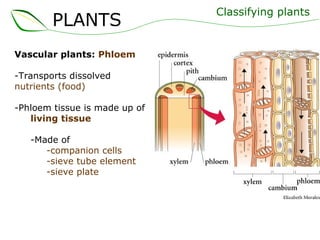 Vascular plants:  Phloem Transports dissolved  nutrients (food) -Phloem tissue is made up of  living tissue -Made of -companion cells -sieve tube element -sieve plate Classifying plants PLANTS 