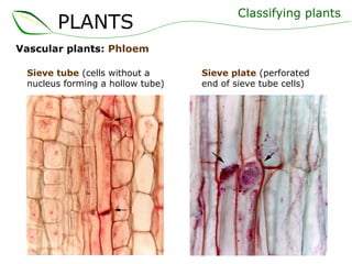 Vascular plants:  Phloem Classifying plants Sieve tube  (cells without a nucleus forming a hollow tube) Sieve plate  (perforated end of sieve tube cells) PLANTS 