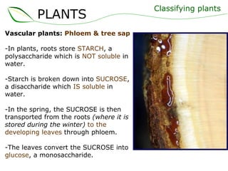 Vascular plants:  Phloem & tree sap -In plants, roots store  STARCH , a polysaccharide which is  NOT soluble  in water. -Starch is broken down into  SUCROSE , a disaccharide which  IS soluble  in water. -In the spring, the SUCROSE is then transported from the roots  (where it is stored during the winter)   to the developing leaves  through phloem. -The leaves convert the SUCROSE into  glucose , a monosaccharide. Classifying plants PLANTS 