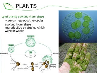 Land plants evolved from algae ->  sexual reproductive cycles  evolved from algae reproductive strategies which were in water PLANTS 