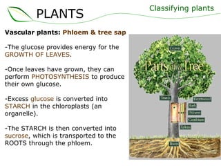 Vascular plants:  Phloem & tree sap -The glucose provides energy for the  GROWTH OF LEAVES . -Once leaves have grown, they can perform  PHOTOSYNTHESIS  to produce their own glucose. -Excess  glucose  is converted into  STARCH  in the chloroplasts (an organelle). -The STARCH is then converted into  sucrose , which is transported to the ROOTS through the phloem. Classifying plants PLANTS 
