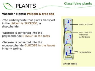 Vascular plants:  Phloem & tree sap -The carbohydrate that plants transport in the  phloem is SUCROSE , a disaccharide. -Sucrose is converted into the polysaccharide  STARCH in the roots -Sucrose is converted into the monosaccharide  GLUCOSE in the leaves  in early spring. Classifying plants PLANTS 