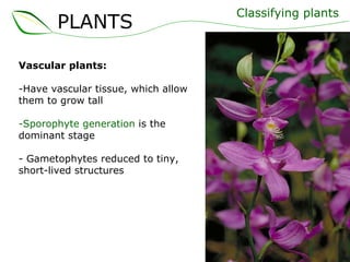Vascular plants: Have vascular tissue, which allow them to grow tall Sporophyte generation  is the dominant stage - Gametophytes reduced to tiny, short-lived structures  Classifying plants PLANTS 