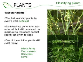 Vascular plants: The first vascular plants to evolve were  seedless Gametophyte generation was reduced, but still depended on moisture to reproduce so that sperm can swim to eggs Few of these initial plants still exist today: Whisk Ferns Club mosses Horsetails Ferns Classifying plants PLANTS 