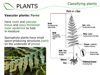 Vascular plants:  Ferns Have  roots  and  vascular  tissue  and  waxy thickened  outer epidermis  to hold  in moisture Sporophyte plants have small spore-producing structures ( sori ) on the underside of  pinnae Classifying plants PLANTS 