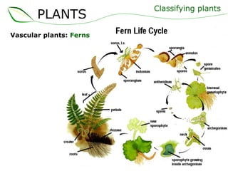 Vascular plants:  Ferns Classifying plants PLANTS 