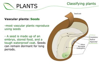 Vascular plants:  Seeds -most vascular plants reproduce using seeds - A seed is made up of an embryo, stored food, and a tough waterproof coat . Seeds can remain dormant for long periods. Classifying plants PLANTS 