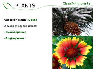 Vascular plants:  Seeds 2 types of seeded plants: -Gymnosperms -Angiosperms Classifying plants PLANTS 