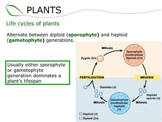 Life cycles of plants Alternate between diploid ( sporophyte )  and haploid ( gametophyte )  generations. Usually either sporophyte or gametophyte generation dominates a plant’s lifespan PLANTS 