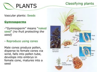 Vascular plants:  Seeds Gymnosperms “ Gymnosperm” means “ naked seed ”  (no fruit protecting the seed) -  Reproduce using cones Male cones produce pollen,  disperse to female cones via  wind, falls into pollen tube, develops into embryo in  female cone, matures into a  seed Classifying plants PLANTS 