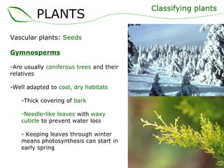 Vascular plants:  Seeds Gymnosperms Are usually  coniferous trees  and their relatives Well adapted to  cool, dry habitats Thick covering of  bark Needle-like leaves  with  waxy cuticle  to prevent water loss - Keeping leaves through winter means photosynthesis can start in early spring Classifying plants PLANTS 