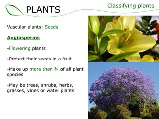 Vascular plants:  Seeds Angiosperms - Flowering  plants -Protect their seeds in a  fruit -Make up  more than ¾  of all plant species -May be trees, shrubs, herbs, grasses, vines or water plants Classifying plants PLANTS 