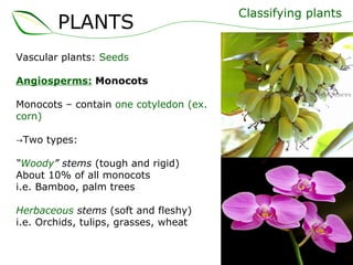 Vascular plants:  Seeds Angiosperms:   Monocots Monocots – contain  one cotyledon (ex. corn) -> Two types: “ Woody ” stems  (tough and rigid) About 10% of all monocots i.e. Bamboo, palm trees  Herbaceous  stems  (soft and fleshy) i.e. Orchids, tulips, grasses, wheat Classifying plants PLANTS 