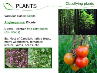 Vascular plants:  Seeds Angiosperms:   Dicots Dicots – contain  two cotyledons (ex. Beans) Ex. Most of Canada’s native trees, many wildflowers, tomatoes, lettuce, yams, beans, etc. Classifying plants PLANTS 