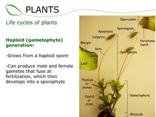 Life cycles of plants Haploid (gametophyte) generation: Grows from a haploid spore -Can produce male and female gametes that fuse at fertilization, which then develops into a sporophyte PLANTS 