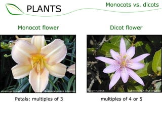 Monocots vs. dicots Monocot flower    Dicot flower Petals: multiples of 3   multiples of 4 or 5 PLANTS 