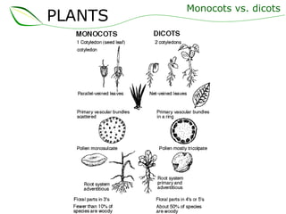Monocots vs. dicots PLANTS 