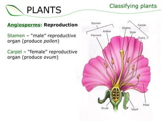 Angiosperms :  Reproduction Stamen  – “male” reproductive organ (produce  pollen ) Carpel  – “female” reproductive organ (produce  ovum ) Classifying plants PLANTS 