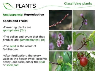 Angiosperms :  Reproduction Seeds and Fruits -Flowering plants are  sporophytes (2n) -The pollen and ovum that they produce are  gametophytes (1n) -The  seed  is the result of fertilization. -After fertilization, the ovary walls in the flower swell, become fleshy, and form either the  fruit  or  seed pod Classifying plants PLANTS 