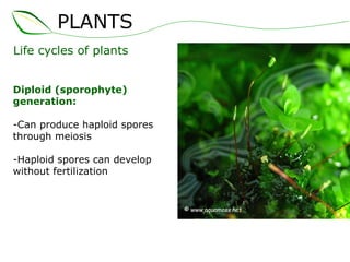 Life cycles of plants Diploid (sporophyte) generation: -Can produce haploid spores through meiosis -Haploid spores can develop without fertilization PLANTS 