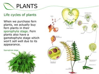 Life cycles of plants When we purchase fern plants, we actually buy fern plants in their  sporophyte stage . Fern plants also have a gametophyte stage which won’t sell well due to its appearance. Sporophyte stage PLANTS 