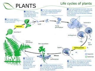 Life cycles of plants PLANTS 