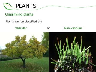 Classifying plants Plants can be classified as: Vascular   or  Non-vascular PLANTS 