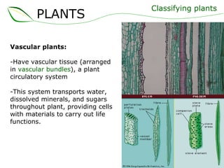 Classifying plants Vascular plants: Have   vascular tissue (arranged in  vascular bundles ), a plant circulatory system This system transports water, dissolved minerals, and sugars throughout plant, providing cells with materials to carry out life functions. PLANTS 