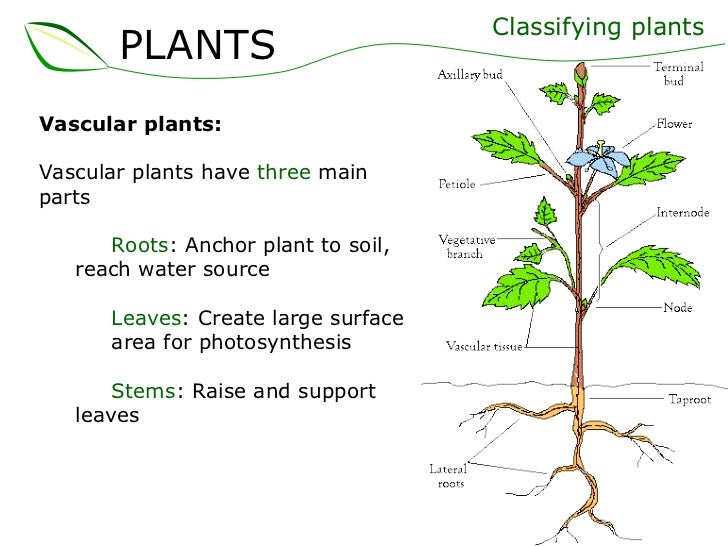 01 plants part 1 (slideshare)
