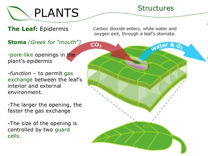 01 plants part 2 (slideshare)