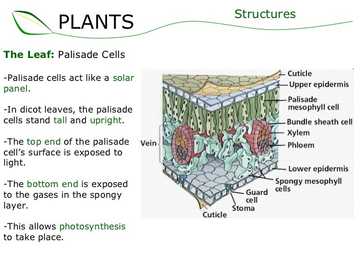 01 plants part 2 (slideshare)