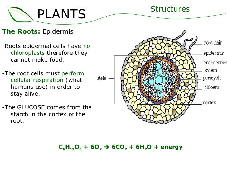 01 plants part 2 (slideshare)