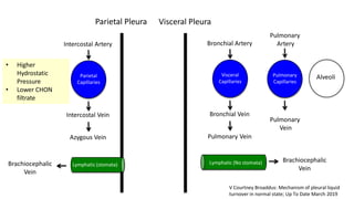 Parietal
Capillaries
Lymphatic (stomata)Brachiocephalic
Vein
Intercostal Artery
Intercostal Vein
Azygous Vein
Parietal Pleura
Visceral
Capillaries
Brachiocephalic
Vein
Bronchial Artery
Bronchial Vein
Pulmonary Vein
Visceral Pleura
Lymphatic (No stomata)
Pulmonary
Capillaries
Pulmonary
Artery
Pulmonary
Vein
Alveoli
• Higher
Hydrostatic
Pressure
• Lower CHON
filtrate
V Courtney Broaddus: Mechanism of pleural liquid
turnover in normal state; Up To Date March 2019
 