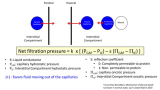 Parietal
Capillaries
Lymphatic (stomata)
Parietal
Visceral
Capillaries
Visceral
Lymphatic (No stomata)
Pulmonary
Capillaries
Alveoli
Interstitial
Compartment
Interstitial
Compartment
Net filtration pressure = k x [ (PCAP – PIC) – s (PCAP – PIC) ]
• K: Liquid conductance
• PCAP: capillary hydrostatic pressure
• PIC: Interstitial Compartment hydrostatic pressure
• S: reflection coefficient
• 0: Completely permeable to protein
• 1: Non- permeable to protein
• PCAP: capillary oncotic pressure
• PIC: Interstitial Compartment oncotic pressure(+) : favors fluid moving out of the capillaries
V Courtney Broaddus: Mechanism of pleural liquid
turnover in normal state; Up To Date March 2019
 