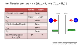 Parietal Visceral
K (Liquid conductance) Same
PCAP Higher Lower
PIC Same
S (Reflection Coefficient) Same
PCAP Same
PIC Same
Net filtration pressure
(cm H2O)
14 9
Net filtration pressure = k x [ (PCAP – PIC) – s (PCAP – PIC) ]
Parietal
Capillaries
Lymphatic (stomata)
Parietal
Visceral
Capillaries
Visceral
Lymphatic (No stomata)
V Courtney Broaddus: Mechanism of pleural liquid
turnover in normal state; Up To Date March 2019
 