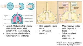 • Lungs & Mediastinal structures
inserted into a fluid filled
balloon in the thoracic cavity
• 2 parts are attached to chest
wall/ mediastinal and lungs
• FRC: opposite elastic
recoil
• (-) intrapleural
pressure
• Most negative on top
• Least negative at
bases
• Sub-atmospheric
pressure:
pneumothorax
Vander’s Human Physiology 12 Edition
Boron Medical Physiology 1st Edition
 