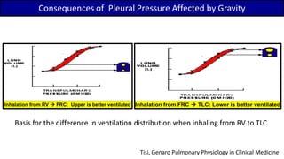 Consequences of Pleural Pressure Affected by Gravity
Basis for the difference in ventilation distribution when inhaling from RV to TLC
Tisi, Genaro Pulmonary Physiology in Clinical Medicine
 