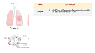 PHASE DESCRIPTION
EDEMA
● Initial Phase with presence of proteinaceous exudate
and often of bacteria in the alveoli
 