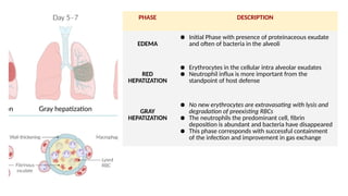 PHASE DESCRIPTION
EDEMA
● Initial Phase with presence of proteinaceous exudate
and often of bacteria in the alveoli
RED
HEPATIZATION
● Erythrocytes in the cellular intra alveolar exudates
● Neutrophil influx is more important from the
standpoint of host defense
GRAY
HEPATIZATION
● No new erythrocytes are extravasating with lysis and
degradation of preexisting RBCs
● The neutrophils the predominant cell, fibrin
deposition is abundant and bacteria have disappeared
● This phase corresponds with successful containment
of the infection and improvement in gas exchange
 