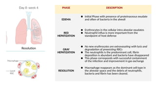 PHASE DESCRIPTION
EDEMA
● Initial Phase with presence of proteinaceous exudate
and often of bacteria in the alveoli
RED
HEPATIZATION
● Erythrocytes in the cellular intra alveolar exudates
● Neutrophil influx is more important from the
standpoint of host defense
GRAY
HEPATIZATION
● No new erythrocytes are extravasating with lysis and
degradation of preexisting RBCs
● The neutrophils is the predominant cell, fibrin
deposition is abundant and bacteria have disappeared
● This phase corresponds with successful containment
of the infection and improvement in gas exchange
RESOLUTION
● Macrophage reappears as the dominant cell type in
the alveolar space and the debris of neutrophils,
bacteria and fibrin has been cleared.
 