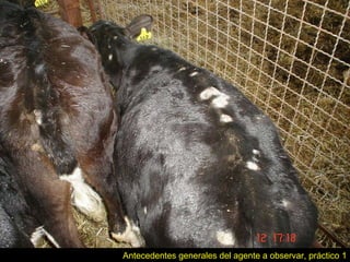 Antecedentes generales del agente a observar, práctico 1 