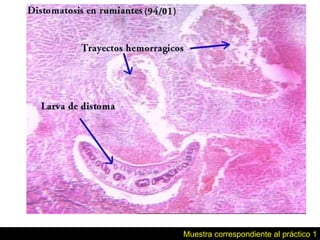 Muestra correspondiente al práctico 1 